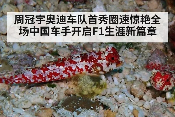 周冠宇奥迪车队首秀圈速惊艳全场中国车手开启F1生涯新篇章